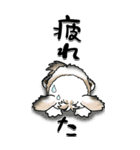 【Big】シーズー犬89『梅雨～初夏』（個別スタンプ：24）