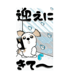 【Big】シーズー犬89『梅雨～初夏』（個別スタンプ：37）