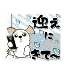 シーズー犬 113『梅雨から初夏』普通サイズ（個別スタンプ：37）