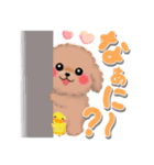 かわいいトイプードル「でか文字」（個別スタンプ：24）