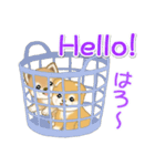 よちよち豆柴 かくれんぼ（個別スタンプ：8）