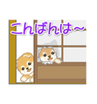 よちよち豆柴 かくれんぼ（個別スタンプ：10）