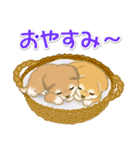 よちよち豆柴 かくれんぼ（個別スタンプ：11）