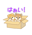 よちよち豆柴 かくれんぼ（個別スタンプ：15）