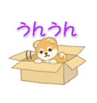 よちよち豆柴 かくれんぼ（個別スタンプ：16）