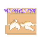 よちよち豆柴 かくれんぼ（個別スタンプ：17）