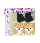 よちよち豆柴 かくれんぼ（個別スタンプ：19）