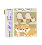 よちよち豆柴 かくれんぼ（個別スタンプ：20）