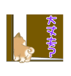 よちよち豆柴 かくれんぼ（個別スタンプ：35）