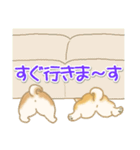 よちよち豆柴 かくれんぼ（個別スタンプ：37）