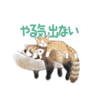 ゆかいな猫とどうぶつたちのスタンプ（個別スタンプ：13）