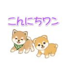 よちよち豆柴兄弟の毎日（個別スタンプ：34）