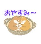 よちよち豆柴兄弟の毎日（個別スタンプ：37）