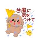 かわいいトイプードル❤️夏（個別スタンプ：31）