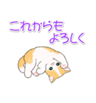 優しい敬語 まんまるチビ猫たち（個別スタンプ：22）