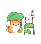 飛び出す♪もっちりいぬ(夏にも使える)（個別スタンプ：2）