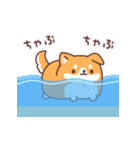 飛び出す♪もっちりいぬ(夏にも使える)（個別スタンプ：9）