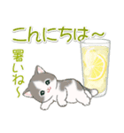 まんまるチビ猫たちと夏スイーツ（個別スタンプ：3）