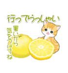 まんまるチビ猫たちと夏スイーツ（個別スタンプ：35）