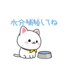 夏のしろにゃんこスタンプ（個別スタンプ：18）