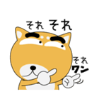 毎日、柴犬くん（個別スタンプ：31）