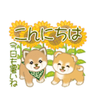 よちよち豆柴兄弟の夏（個別スタンプ：5）
