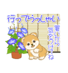 よちよち豆柴兄弟の夏（個別スタンプ：37）