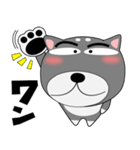 今日は、黒柴くん（個別スタンプ：1）