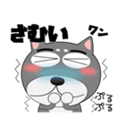 今日は、黒柴くん（個別スタンプ：28）