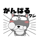 今日は、黒柴くん（個別スタンプ：31）