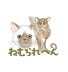 ゆかいな猫と動物たちのスタンプwith関西（個別スタンプ：16）