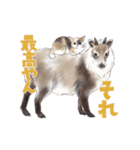 ゆかいな猫と動物たちのスタンプwith関西（個別スタンプ：35）