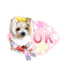 cocoスタンプデビュー（個別スタンプ：1）