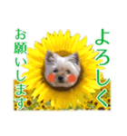 cocoスタンプデビュー（個別スタンプ：2）