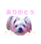 cocoスタンプデビュー（個別スタンプ：3）