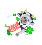 cocoスタンプデビュー（個別スタンプ：4）