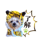cocoスタンプデビュー（個別スタンプ：6）