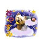 cocoスタンプデビュー（個別スタンプ：8）