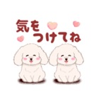 ふたごの白トイプードル（個別スタンプ：16）