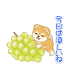 赤ちゃん豆柴 夏～秋（個別スタンプ：12）
