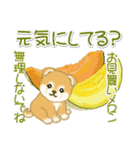 赤ちゃん豆柴 夏～秋（個別スタンプ：19）