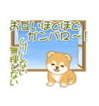 赤ちゃん豆柴 夏～秋（個別スタンプ：20）