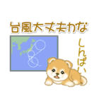 赤ちゃん豆柴 夏～秋（個別スタンプ：21）