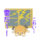 赤ちゃん豆柴 夏～秋（個別スタンプ：23）