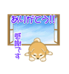 赤ちゃん豆柴 夏～秋（個別スタンプ：34）