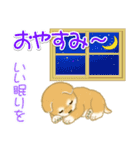 赤ちゃん豆柴 夏～秋（個別スタンプ：38）