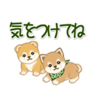 よちよち豆柴兄弟 大きなお返事（個別スタンプ：10）