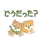 よちよち豆柴兄弟 大きなお返事（個別スタンプ：12）
