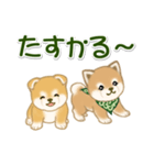 よちよち豆柴兄弟 大きなお返事（個別スタンプ：15）