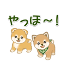 よちよち豆柴兄弟 大きなお返事（個別スタンプ：33）